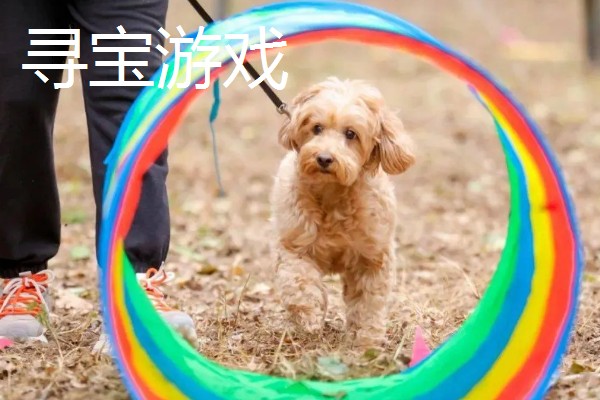 主人和狗狗可以玩哪些游戏，抛物游戏、捉迷藏都很合适