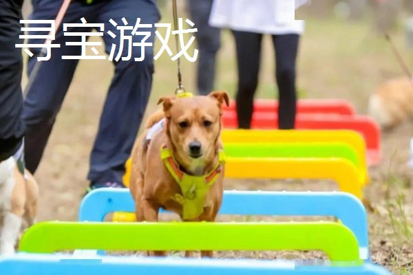 主人和狗狗可以玩哪些游戏，抛物游戏、捉迷藏都很合适