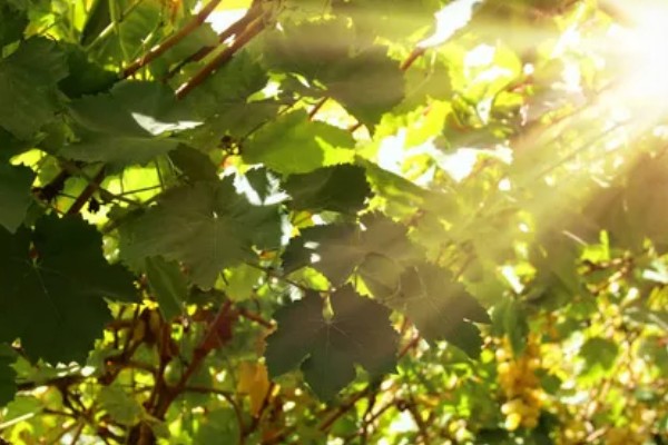 葡萄为什么发芽慢，可能是缺光、缺水、温度过低所致