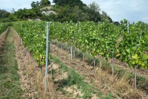 葡萄为什么发芽慢，可能是缺光、缺水、温度过低所致