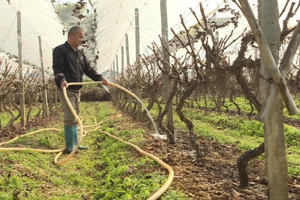 葡萄为什么发芽慢，可能是缺光、缺水、温度过低所致
