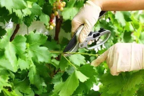 葡萄为什么发芽慢，可能是缺光、缺水、温度过低所致