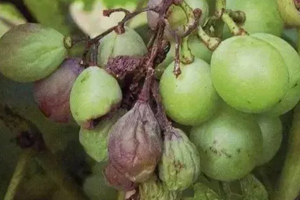 葡萄为什么发芽慢，可能是缺光、缺水、温度过低所致