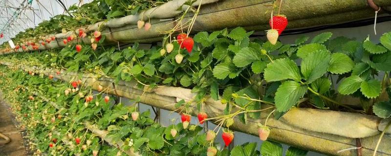 防治草莓发软的方法，需控制氮肥的用量