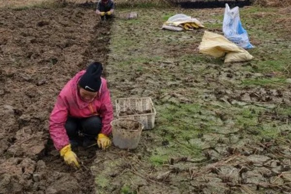 马蹄的种植技术，应和其他作物轮作2-3年