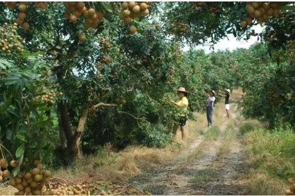 桂圆是不是龙眼，二者是同一种果实