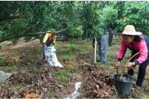 桂圆是不是龙眼，二者是同一种果实