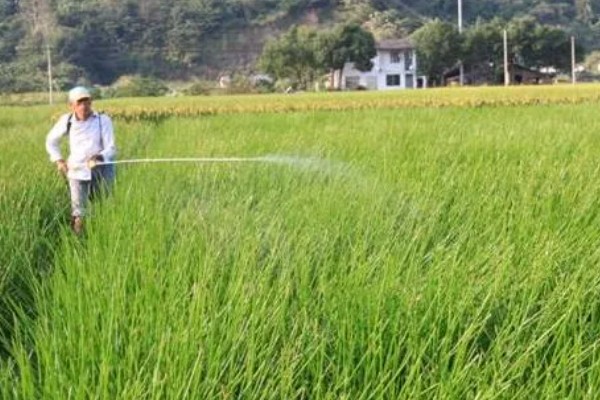 马蹄的种植技术，应和其他作物轮作2-3年