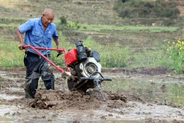 马蹄的种植技术，应和其他作物轮作2-3年