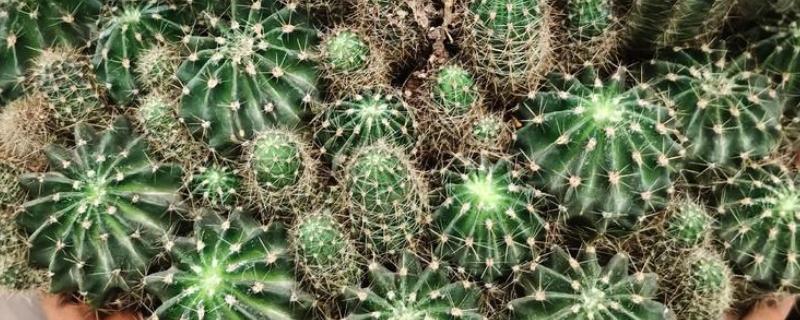 仙人球球体腐烂是怎么回事，可能是浇水过多所致