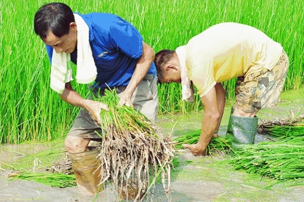 马蹄的种植技术，应和其他作物轮作2-3年