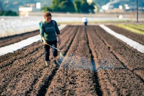 马蹄的种植技术，应和其他作物轮作2-3年