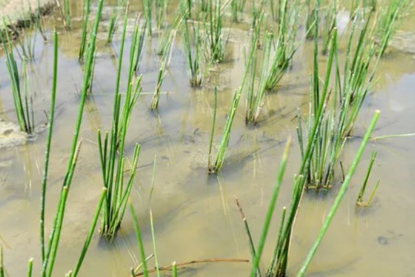 马蹄的种植技术，应和其他作物轮作2-3年