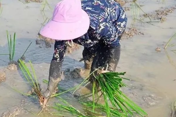 马蹄的种植技术，应和其他作物轮作2-3年