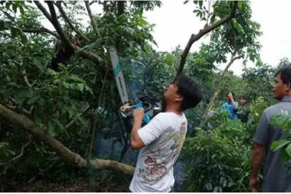 桂圆是不是龙眼，二者是同一种果实