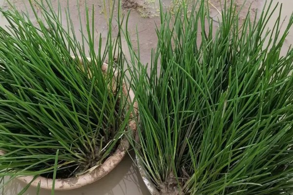 马蹄的种植技术，应和其他作物轮作2-3年