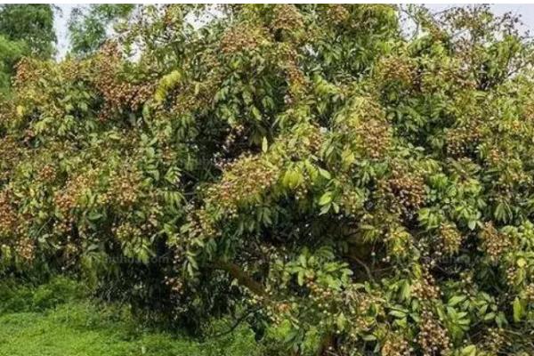 桂圆是不是龙眼，二者是同一种果实