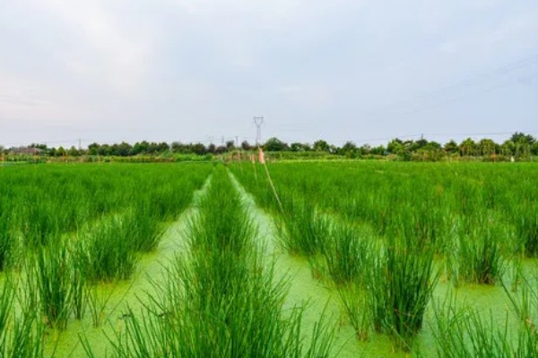 马蹄的种植技术，应和其他作物轮作2-3年