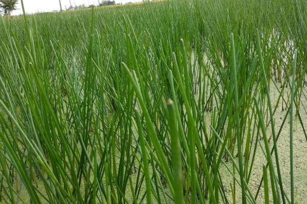 马蹄的种植技术，应和其他作物轮作2-3年