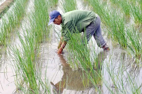 马蹄的种植技术，应和其他作物轮作2-3年