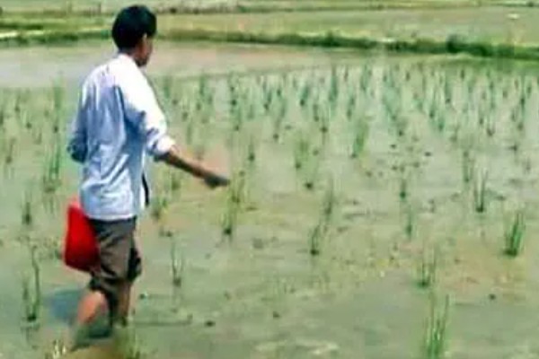 马蹄的种植技术，应和其他作物轮作2-3年