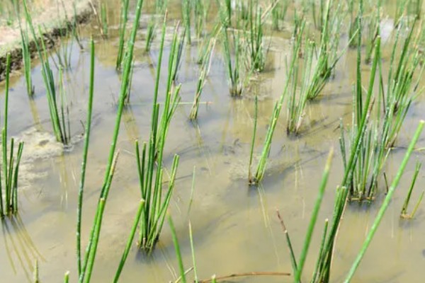 马蹄的种植技术，应和其他作物轮作2-3年
