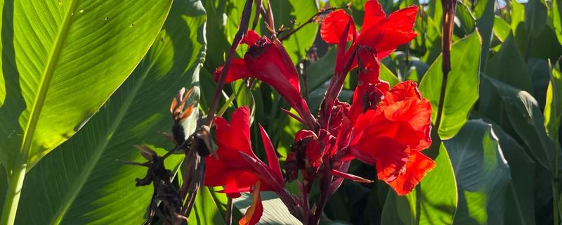 在北方美人蕉如何过冬，入冬之前将其干枯、发黄的部位剪掉