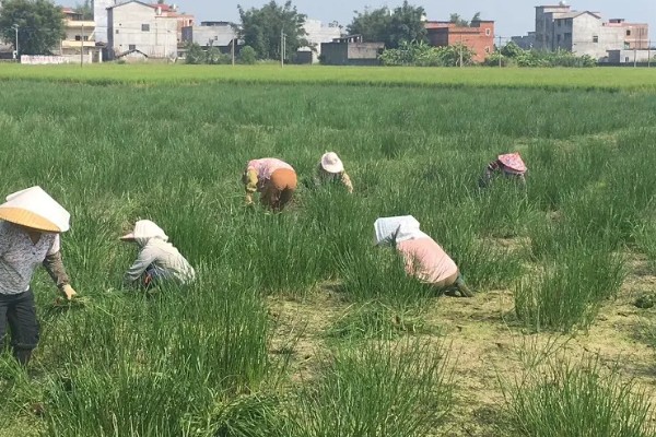 马蹄的种植技术，应和其他作物轮作2-3年