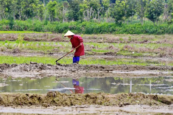 马蹄的种植技术，应和其他作物轮作2-3年