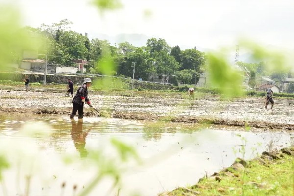 马蹄的种植技术，应和其他作物轮作2-3年