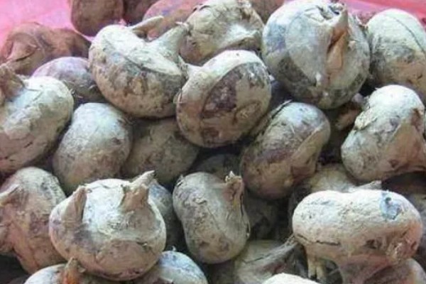 马蹄的种植技术，应和其他作物轮作2-3年