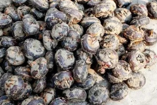 马蹄的种植技术，应和其他作物轮作2-3年