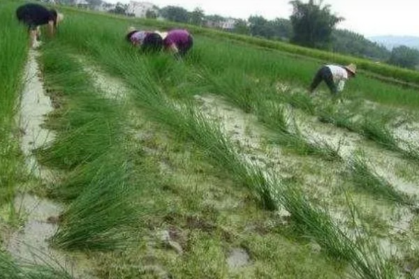 马蹄的种植技术，应和其他作物轮作2-3年