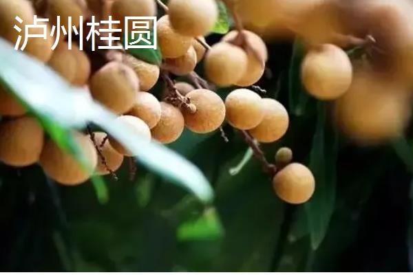 桂圆是不是龙眼，二者是同一种果实