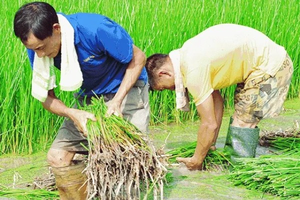 马蹄的种植技术，应和其他作物轮作2-3年