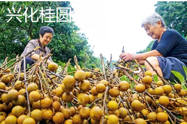 桂圆是不是龙眼，二者是同一种果实