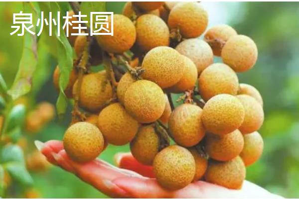 桂圆是不是龙眼，二者是同一种果实