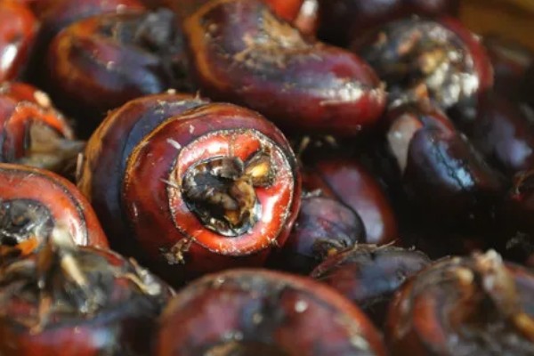 马蹄的种植技术，应和其他作物轮作2-3年