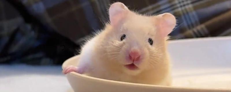 金丝熊的寿命，寿命在2年到3年之间