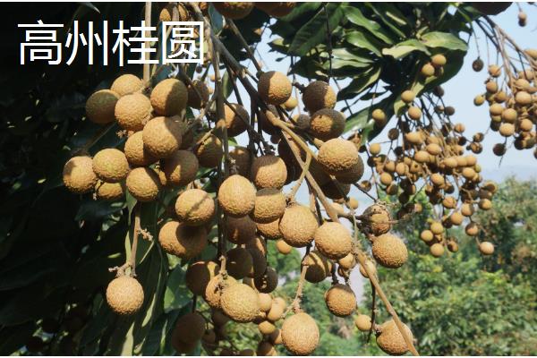 桂圆是不是龙眼，二者是同一种果实