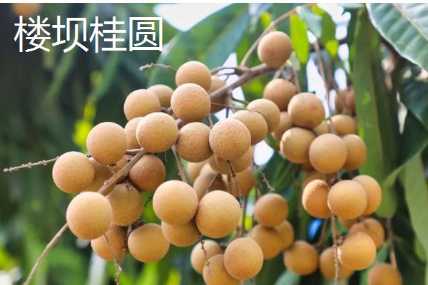 桂圆是不是龙眼，二者是同一种果实