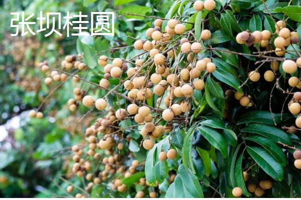 桂圆是不是龙眼，二者是同一种果实