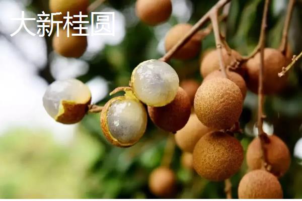 桂圆是不是龙眼，二者是同一种果实