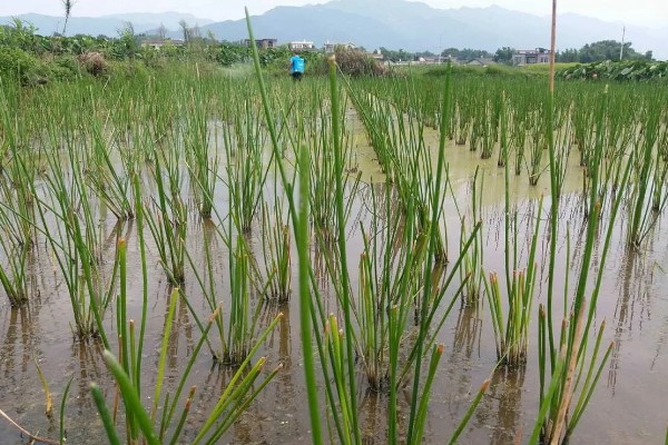 马蹄的种植技术，应和其他作物轮作2-3年