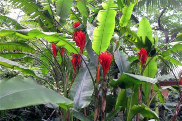 红花蕉的病害怎么防治，发生斑枯病要剪除病部喷施多菌灵