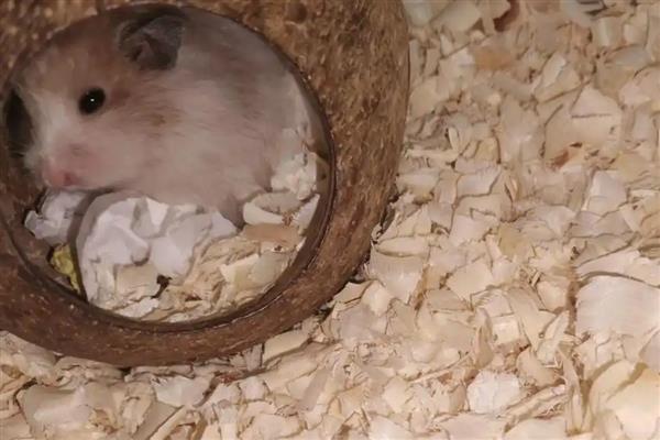 金丝熊的寿命,寿命在2年到3年之间