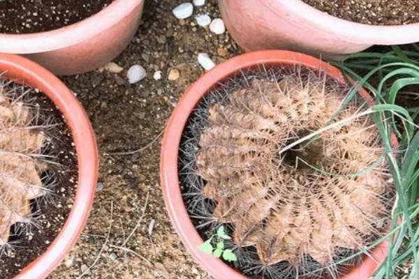 仙人球球体腐烂是怎么回事，可能是浇水过多所致