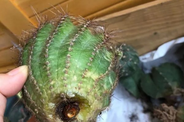 仙人球球体腐烂是怎么回事，可能是浇水过多所致