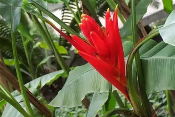 红花蕉的病害怎么防治，发生斑枯病要剪除病部喷施多菌灵