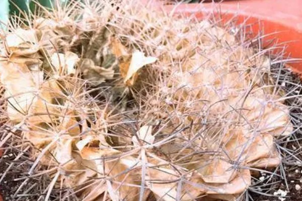 仙人球球体腐烂是怎么回事，可能是浇水过多所致